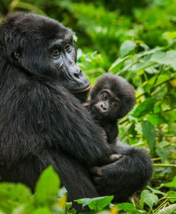 uganda-gorilla-hd-1024×731